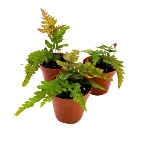 BubbleBlooms Mahogany Fern 2 inch Set of 3 Didymochlaena truncatula Tiny Mini Pixie Plants