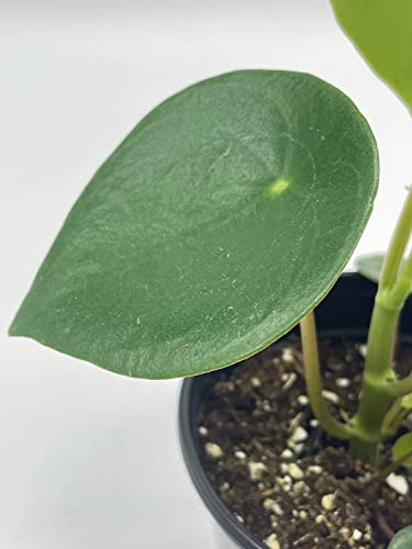 BubbleBlooms Peperomia Polybotrya in a 4 inch Pot Raindrop Tear Drop Pilea Pixie