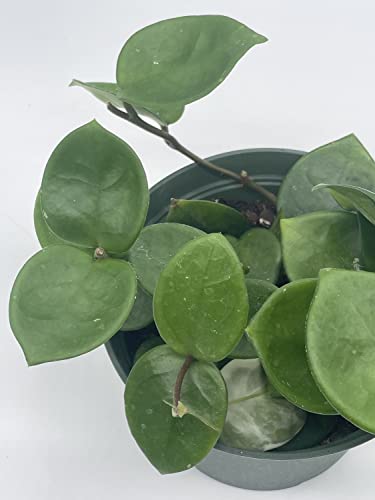 BubbleBlooms Hoya Chelsea Carnosa in a 6 inch Pot