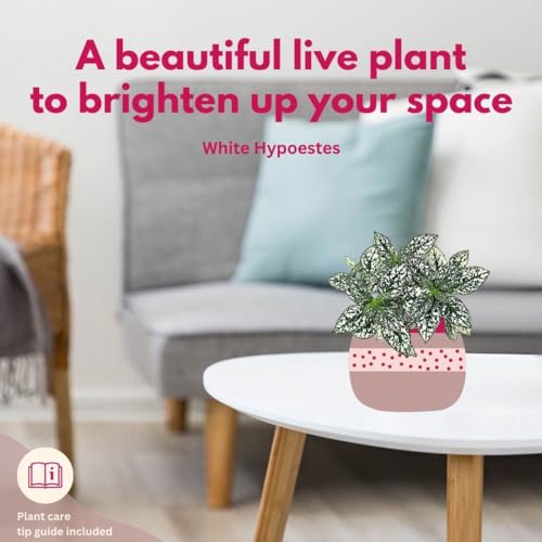 BubbleBlooms White Hypoestes phyllostachya 2 inch Set of 3 Flamingo Polka Dot Plant Tiny Mini Pixie Plants