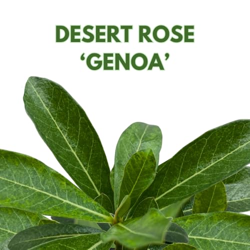 BubbleBlooms Desert Rose Genoa in a 4 inch Pot Extremely Rare Flower