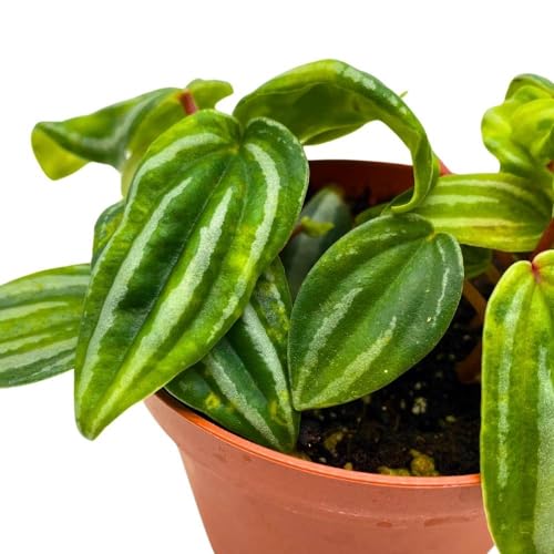 Harmony Foliage Peperomia Mini Watermelon in a 4 inch Pot verschaffeltii Unique Rare Pep
