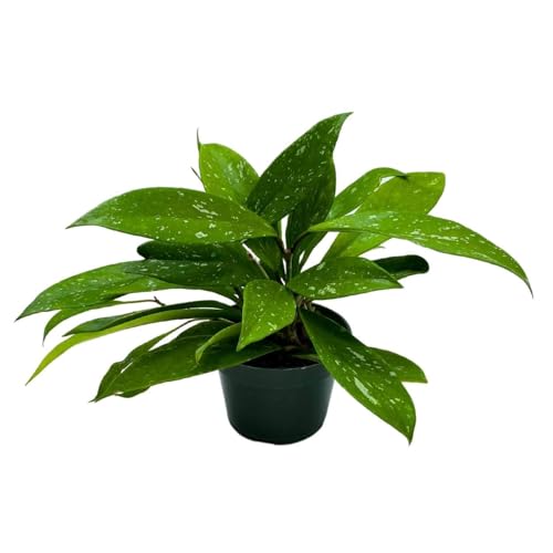 BubbleBlooms Hoya Pubicalyx in a 4 inch Pot Silver Speckled Splash