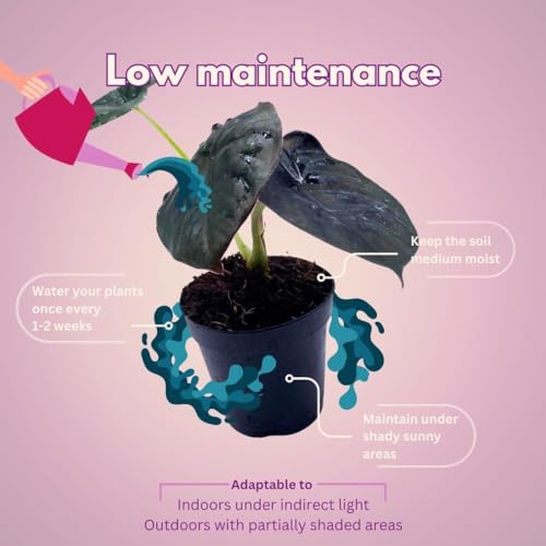 BubbleBlooms Rare Alocasia Assortment, 2 inch Set of 6, Jewel, Jacklyn, Cuprea Pixie Plants