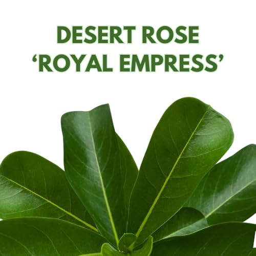 BubbleBlooms Desert Rose Royal Empress in a 4 inch Pot Extremely Rare Flower