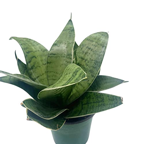 BubbleBlooms Variegated Snake Plant in a 4 inch Pot Rosette Shaped lengua de vaca, Sansevieria Dracaena trifasciata