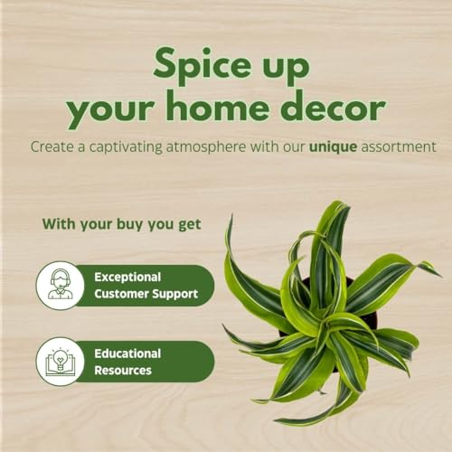 BubbleBlooms Dracena Lemon Surprise 4 inch deremensis, Lemon Lime fragans