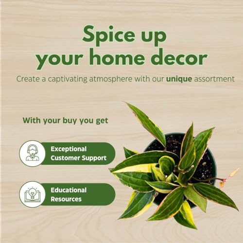 BubbleBlooms Hoya Macrophylla in a 6 inch Pot Wax Plant