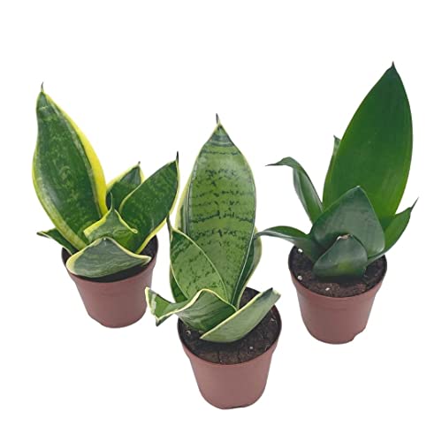 BubbleBlooms Sansevieria Trifasciata Assortment 3 Different Dwarf Rosette-Shaped Snake Plants in 2 inch pots