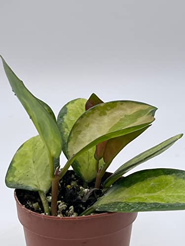 BubbleBlooms Variegated Hoya Australis in a 2 inch Pot, Live Rooted Potted Rare Succulent