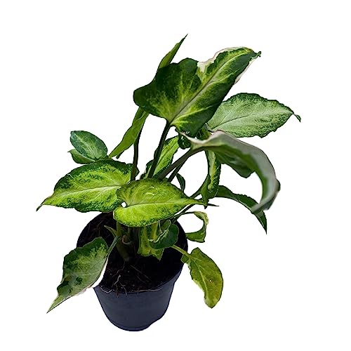 BubbleBlooms Starlite Syngonium, Zebrina, Raggedy Anne in 4 inch Pot