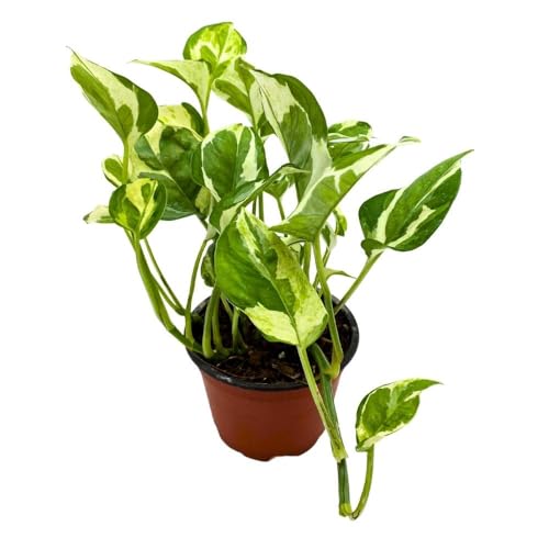BubbleBlooms Njoy Pothos in a 4 inch Pot Epipremnum aureum pinnatum Variegated House Plant