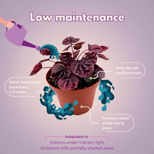 BubbleBlooms Red Emerald Ripple Peperomia in a 4 inch Pot Pep Caperata