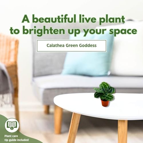 BubbleBlooms Calathea Green Goddess Roseopicta in a 4 inch Pot