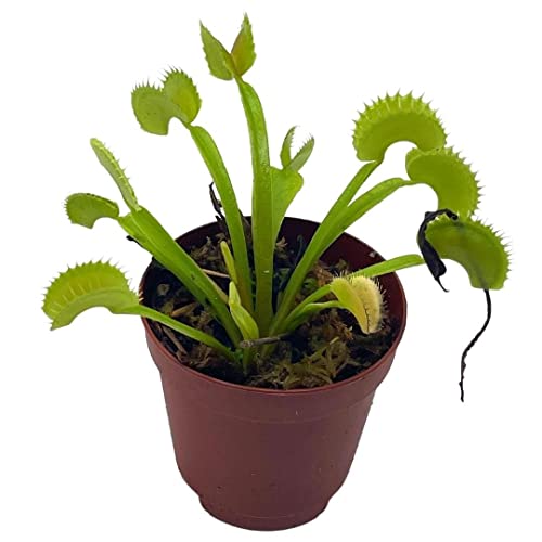 BubbleBlooms Carnivorous Plant in 2 inch Pot, Perennial Living Bug Catcher Tiny Mini Pixie Plant