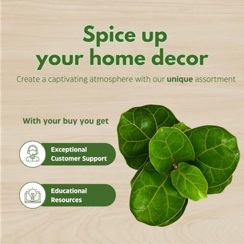 BubbleBlooms Fiddle-Leaf Fig, Ficus lyrata, Banjo Fig in 6 inch Pot