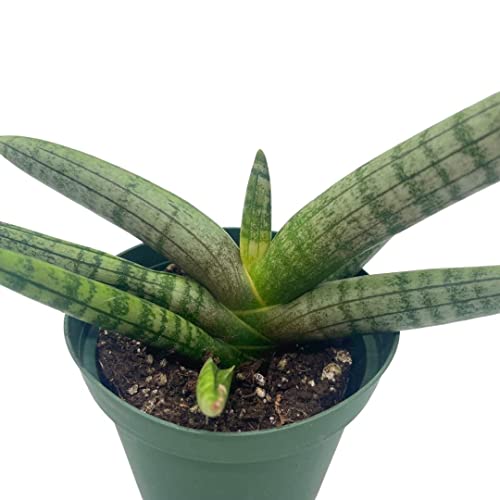 BubbleBlooms Sansevieria Starfish Snake Plant in a 4 inch Pot