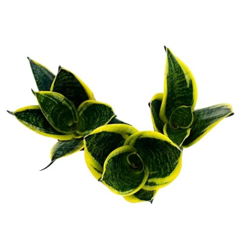 BubbleBlooms Dwarf Variegated Sansevieria trifasciata, 2 inch Set of 3, Snakeplant Rosettes