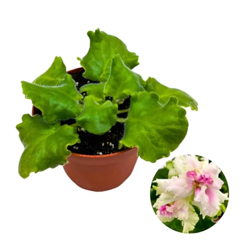 Harmony Foliage African Violet Kermit 4 inch White Pink Flower