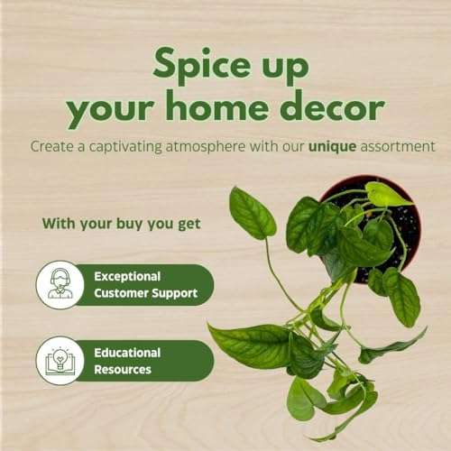 BubbleBlooms Monstera Siltepecana, Silver Leaf Monstera in 4 inch Pot