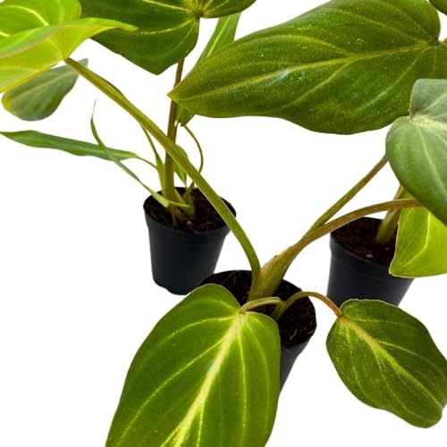 BubbleBlooms Philodendron Gloriosum, 2 inch Set of 3, Rare Philo Tiny Mini Pixie Plants