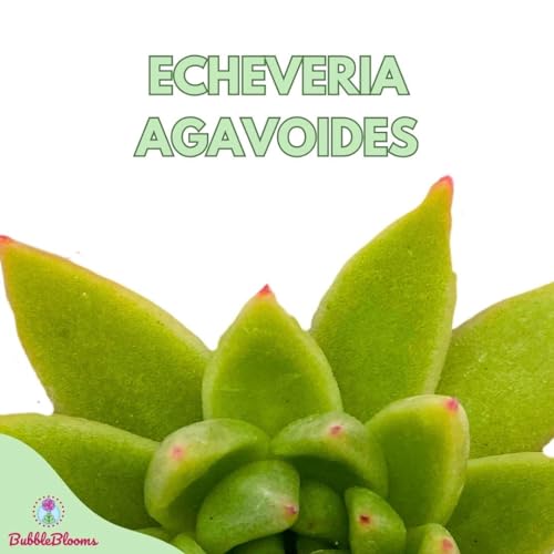 BubbleBlooms Echeveria agavoides, Molded-Wax Agave, in 3 inch Pot
