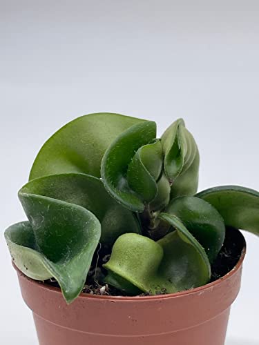 BubbleBlooms Hoya Hindu Rope, Carnosa Compacta, in a 2 inch Pot, Live Tiny Mini Pixie Plant