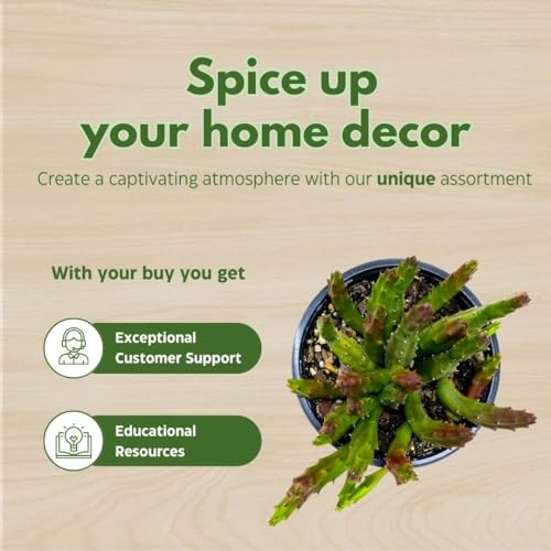 BubbleBlooms Huernia Stapelia Assortment 3 Different stapelias in 4 inch pots Grower's Choice May Include Lifesaver, Red Dragon, Black Bells