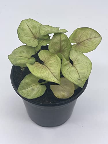 BubbleBlooms Syngonium Cream Podophyllum in a 4 inch Pot