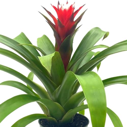 BubbleBlooms Red Bromeliad in a 4 inch Pot Guzmania monostachia