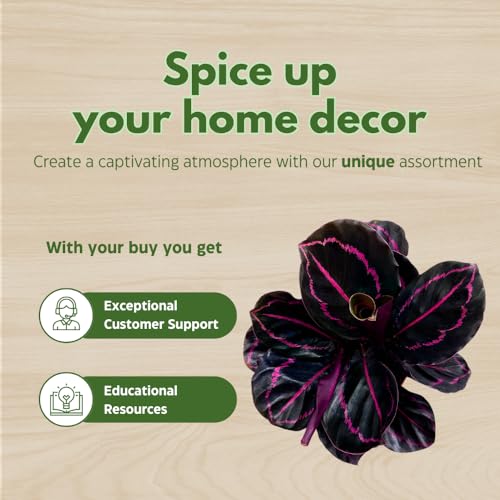 BubbleBlooms Calathea Assortment in 4 inch Pots Set of 5 Prayer Plants