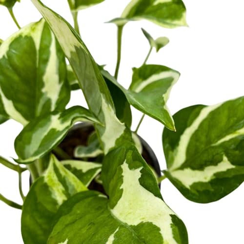 BubbleBlooms Njoy Pothos in a 4 inch Pot Epipremnum aureum pinnatum Variegated House Plant