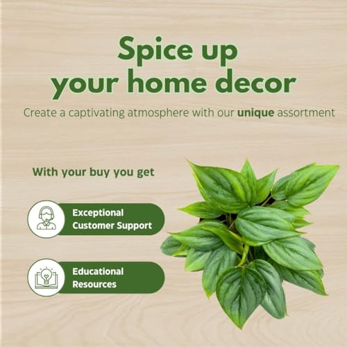 BubbleBlooms Philodendron Sodiroi Ornatum Silver, Silver-Leaf Philo in 4 inch Pot