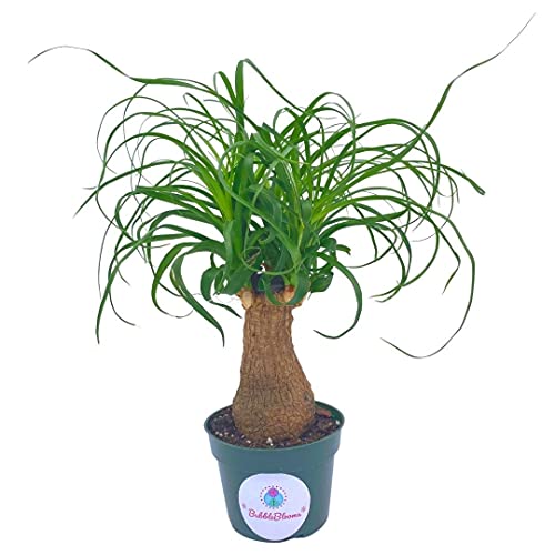 BubbleBlooms Indoor Stumpy Palm Tree, Stump in 4 inch Pot