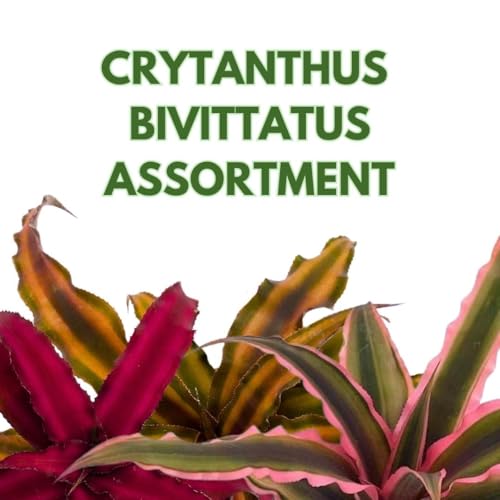 BubbleBlooms Crpyanthus Assortment Earth Star Set of 3 in a 4 inch Pot