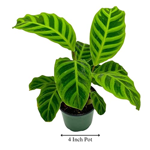 BubbleBlooms Calathea Zebrina, in a 4 inch Pot, Goeppertia Zebra Striped Prayer Plant