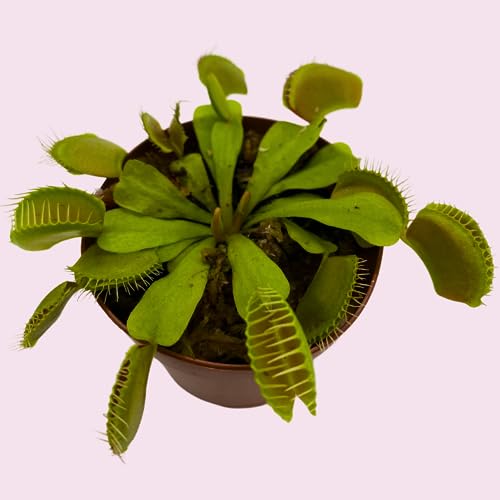 BubbleBlooms Red Venus Fly Trap, Carnivorous Plant, Venus's Flytrap, Dionaea muscipula, Fine Comb Saw Tooth, 2 inch Pot
