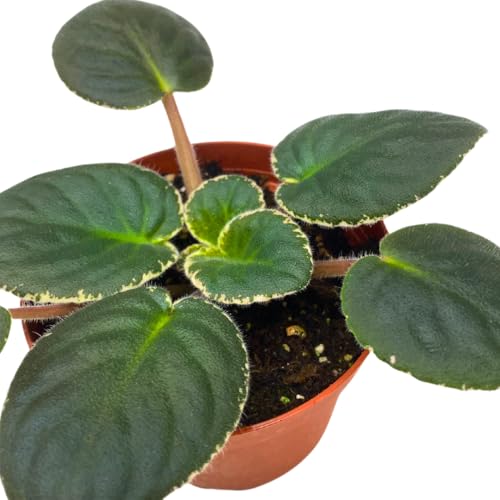 Harmony Foliage African Violet Rivermist Venus 4 inch Pink Flower
