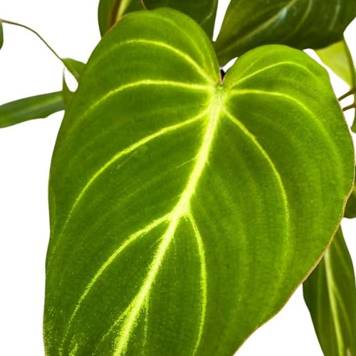 BubbleBlooms Philodendron Gloriosum, 2 inch Set of 3, Rare Philo Tiny Mini Pixie Plants