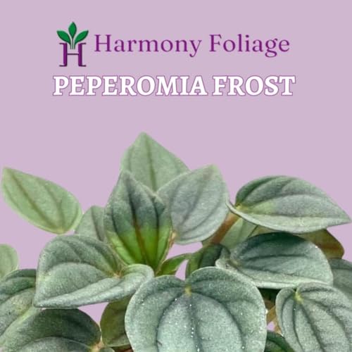 BubbleBlooms Green Ripple Peperomia Frost in a 2 inch Pot Emerald Ripple Pepper, caperata, albovittata