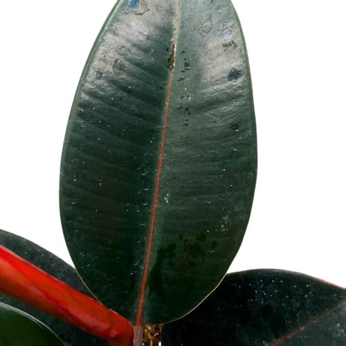 BubbleBlooms Ficus elastica Burgundy 6 inch India Rubber Tree Decora Fig Plant