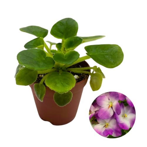 Harmony Foliage Mini African Violet Plumberry Glow 2 inch White Purple Flower