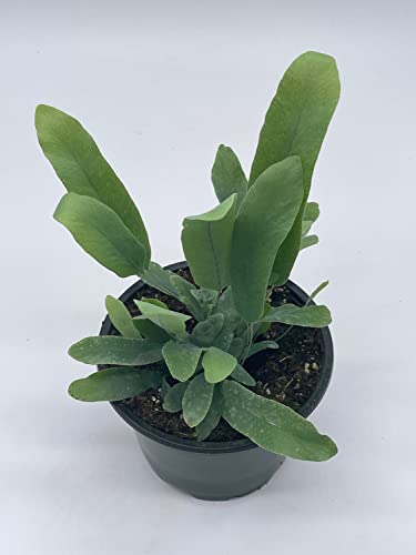 BubbleBlooms Phlebodium aureum in a 4 inch Pot Tongue Fern, Rabbit's Foot Fern, Exotic Fern