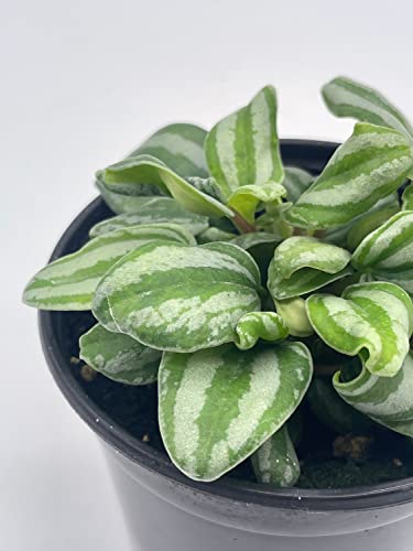 BubbleBlooms Peperomia Mini Watermelon, 4 inch verschaffeltii