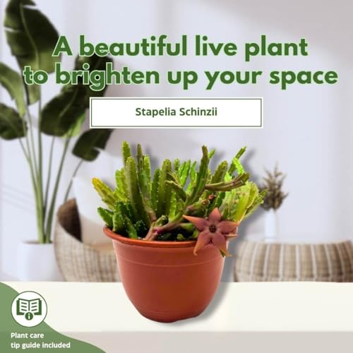 BubbleBlooms Schinzii Stapelia Huernia Starflower Starfish Plant in a 6 inch Pot