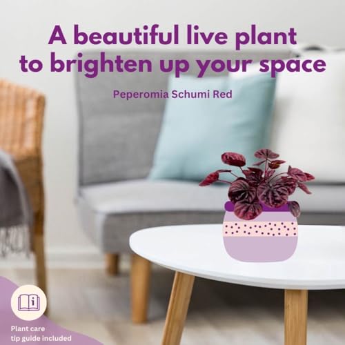 BubbleBlooms Red Emerald Ripple Peperomia in a 4 inch Pot Pep Caperata