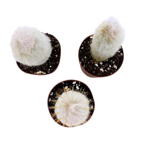 BubbleBlooms Silver Torch Cactus Cleistocactus strausii, 2 inch Set of 3, Wooly Torch Tiny Mini Pixie