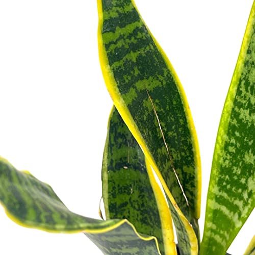 BubbleBlooms Variegated Snake Plant in a 4 inch Pot Classic Dracaena trifasciata Cow's Tongue, Lengua de Vaca