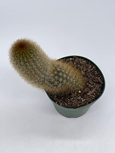 BubbleBlooms Echinopsis Tarijensis Texas Rainbow Cactus in a 4 inch Pot