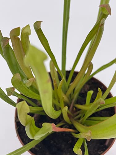 BubbleBlooms Sweet Pitcher Plant, Carnivorous Plant, Sarracenia rubra Walter pitcherplant